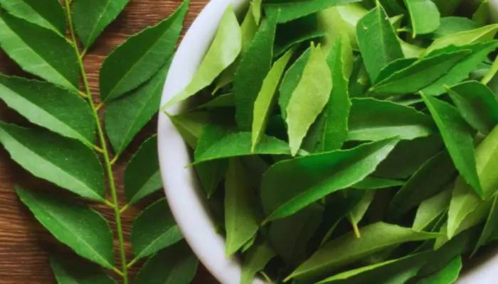 Healthy Benefits Of Curry Leaves