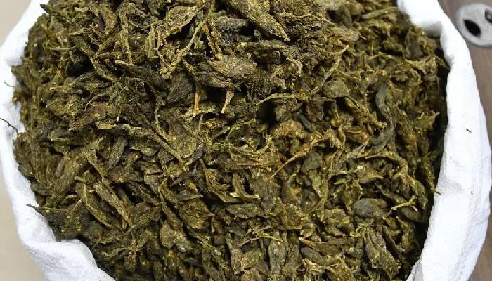 Pune Crime News | Man, who was trying to sell cannabis, arrested; Cannabis worth ₹8 lakh seized