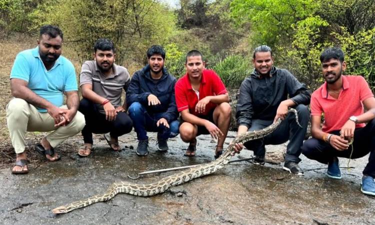 Python In Kamshet | Eight-Foot Python Found Near Residential Area in Kamshet