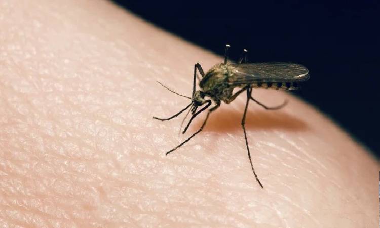 Mosquito-Related Diseases | Pune Authorities Gear Up to Tackle Mosquito-Related Diseases