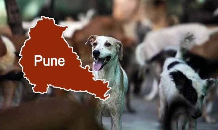 Pune News | Stray Dogs Found Dead in Katraj, Suspected Poisoning