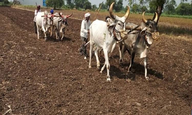 Mansoon News | Agriculture: Limited Sowing in Maharashtra Due to Rainfall Deficit