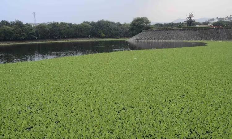 Pune PMC News | Residents Disturbed by Mosquito Infestation Linked to Hyacinth Spread in Katraj Lake