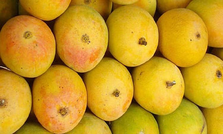 Pune's Mango Festival | Mango Mania: Pune's Mango Festival Breaks Sales Records Despite Scarcity