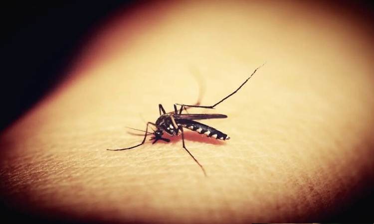 Pune News | Dengue Epidemic on the Horizon: Pune Faces Monsoon Challenge