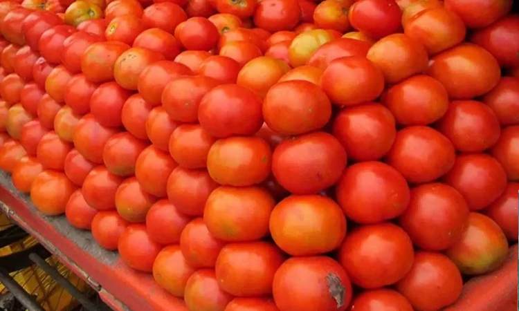Pune News | Tomato Cultivation Set to Ease Prices Post-August 15th