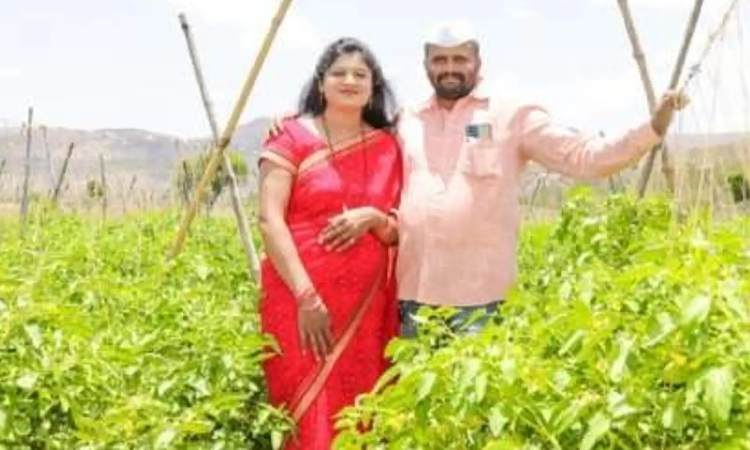 Pune News | From Tomato Cultivation to Crorepati Success; Farmer Couple's Remarkable Journey