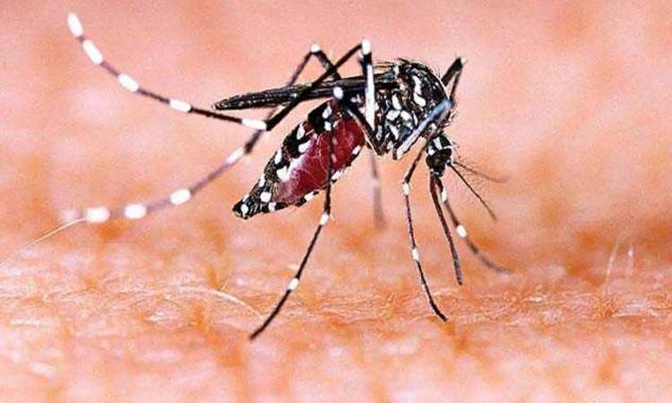 Pune News | City Health Department on High Alert as Dengue Season Approaches