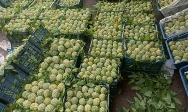 Pune News | Custard apple season! Farmers happy with price