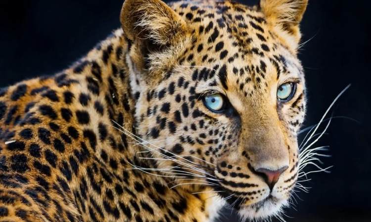 Pune News | Leopard Encounters Surge in Ambegaon, Khed, Junnar, Shirur, Walwa, and Shirala Talukas; Concerns Mount