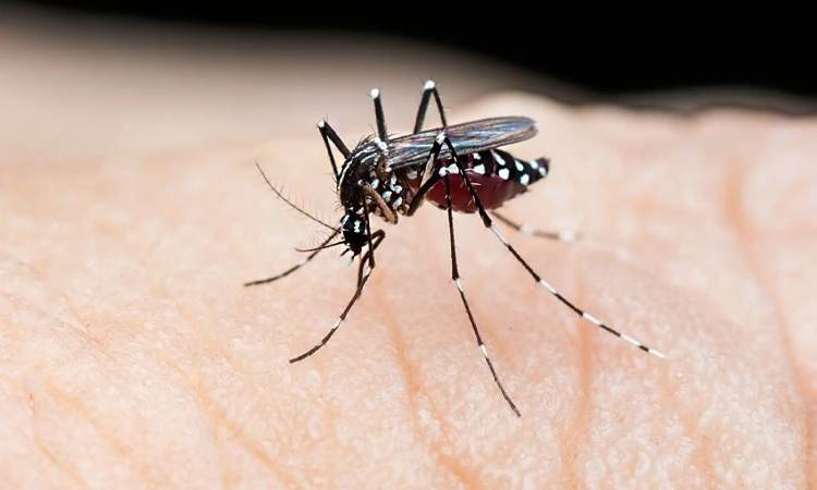 Pune News | PMC's Call for Vigilance! Private Hospitals Urged to Report Vector-borne Diseases