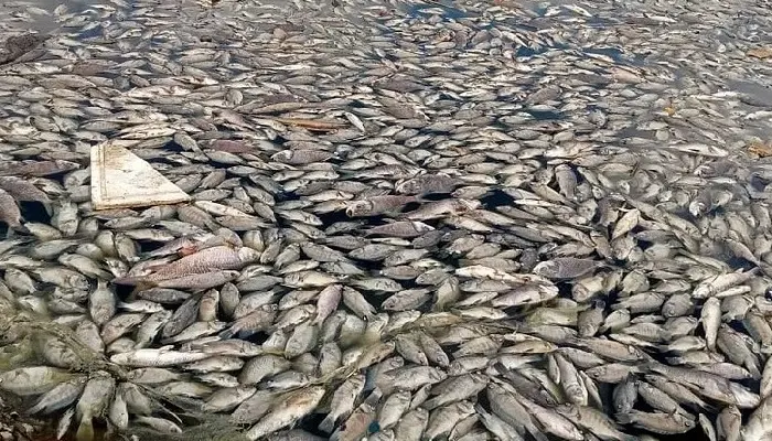 Pune News : Waste water containing chemicals released by companies in lake near Pune-Solapur highway; Thousands of fish die